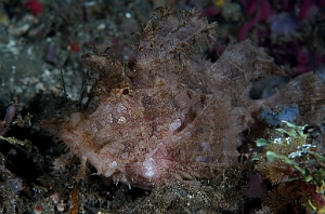Banda Sea 2018 - DSC05605_rc - Weedy scorpionfish - poisson scorpion feuillu - Rhinopias frondosa